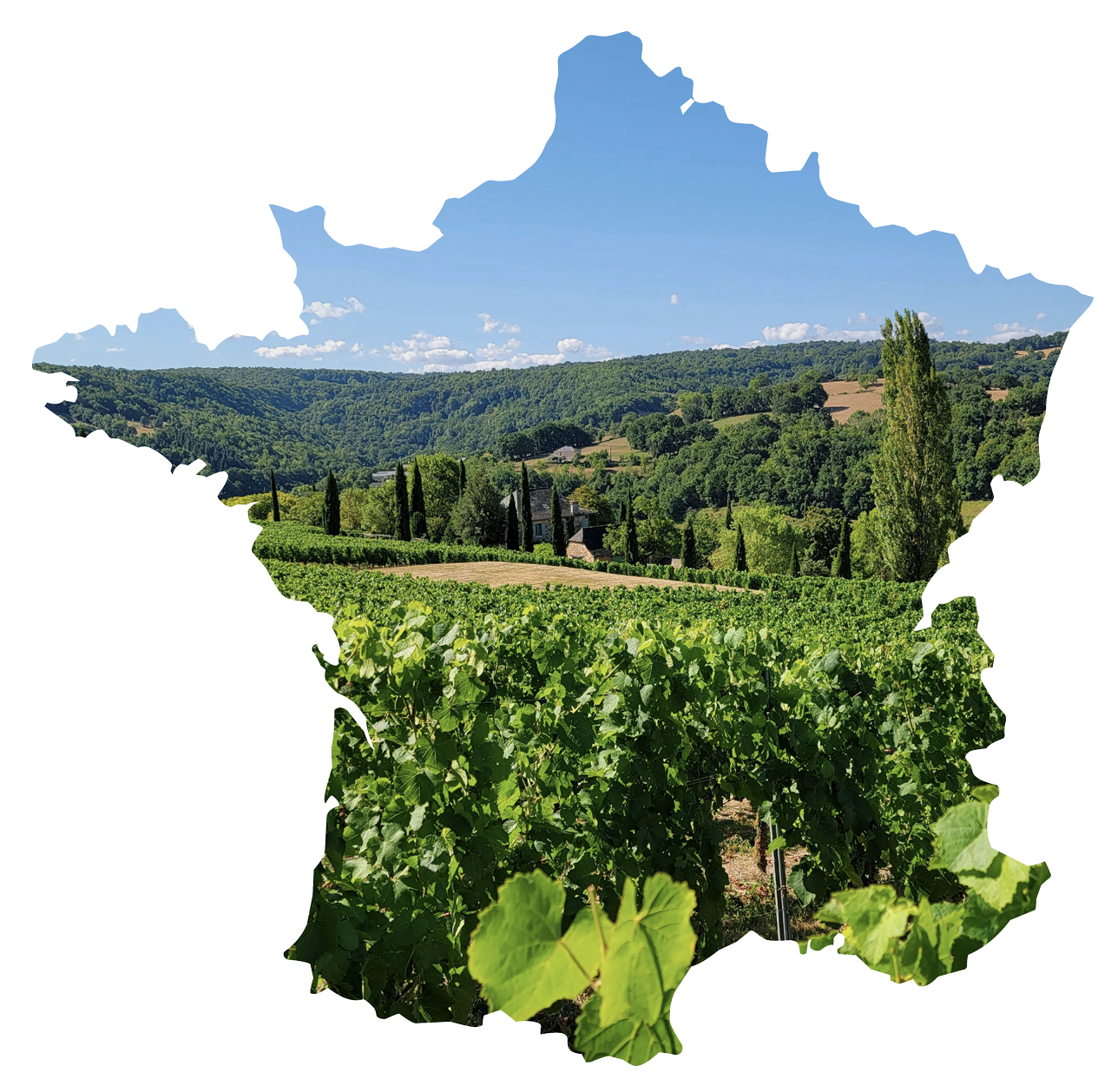 Photo of France Vinyards in the shape of France