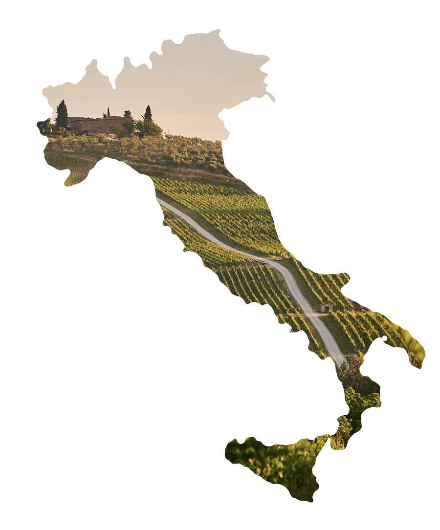 Photo of Italian Vinyards in the shape of Italy