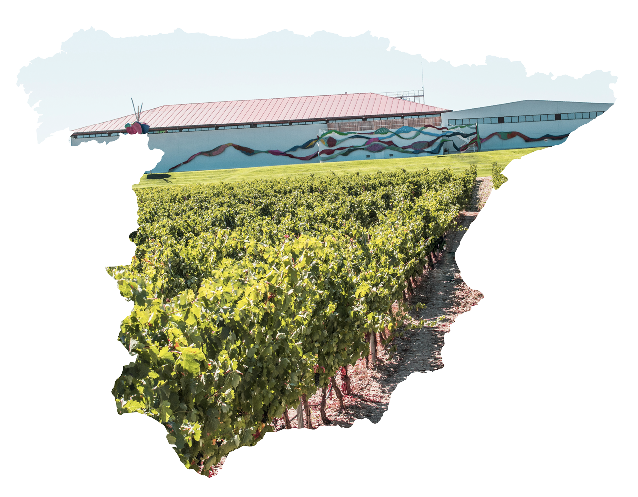 Photo of Spanish Vineyards in the shape of Spain