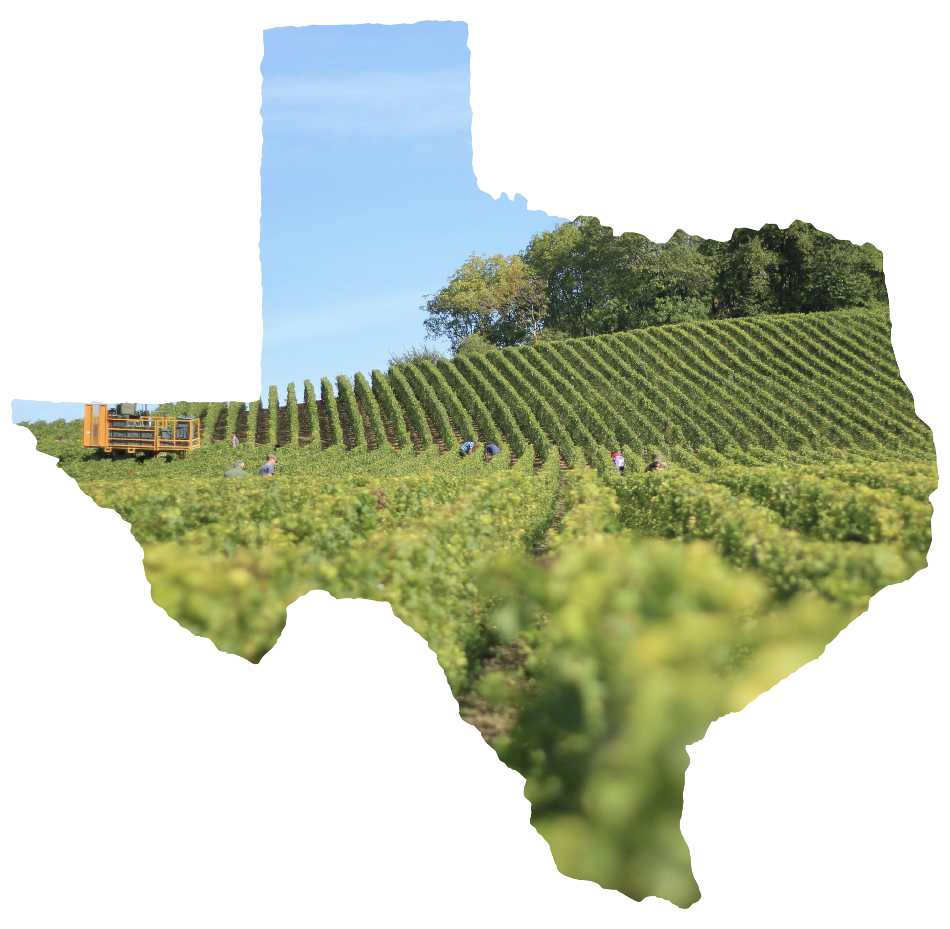 Photo of a wine vineyard in the shape of Texas