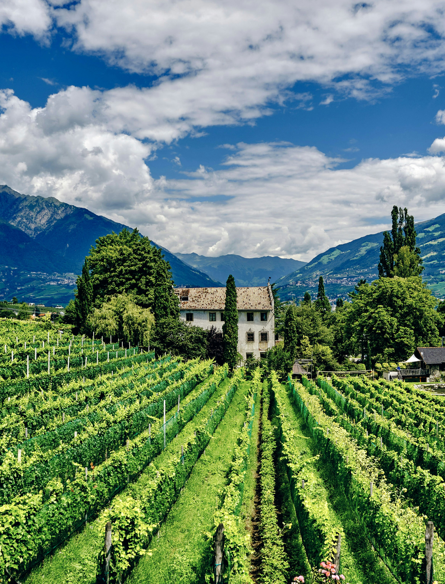 Photo of A Wine Vinards With a old historic house and rolling mountains in the background