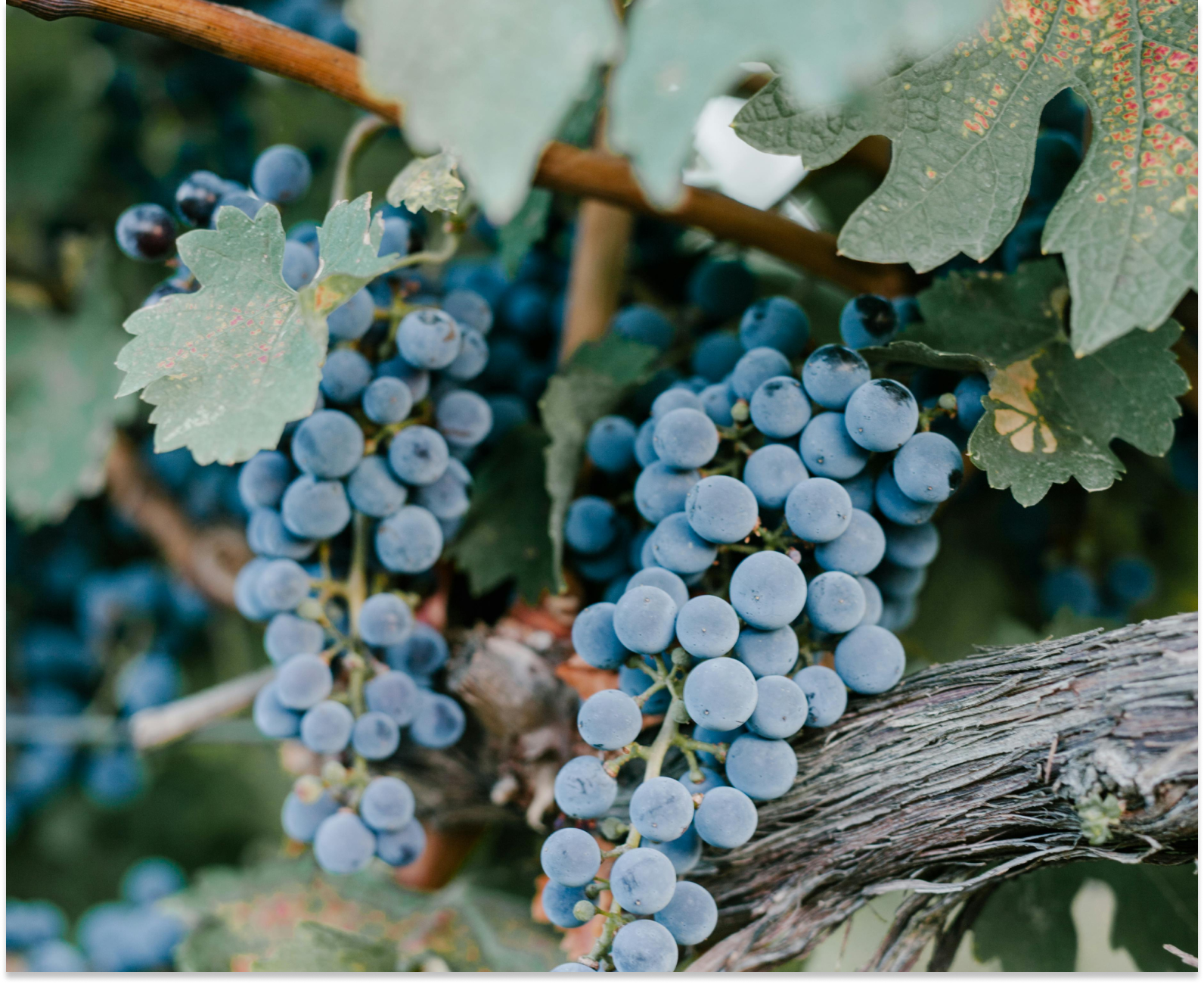 Wine vines with blue wine grapes